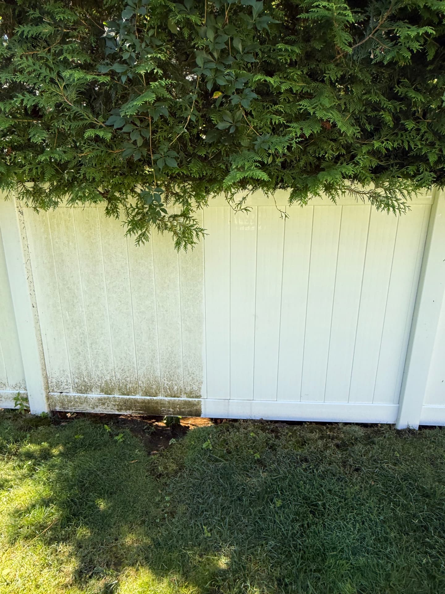 Vinyl fence panel showing a sharp split between dirty algae-covered side and clean bright white side